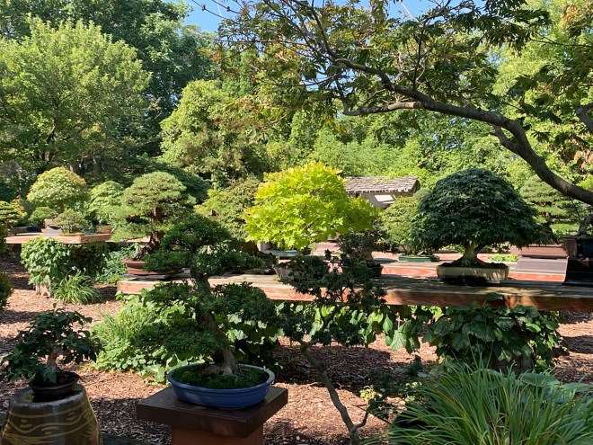 我盆景花园里的夏季之美