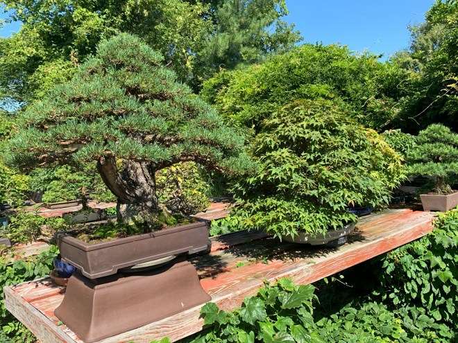 我盆景花园里的夏季之美