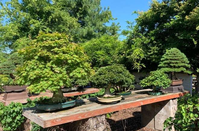 我盆景花园里的夏季之美