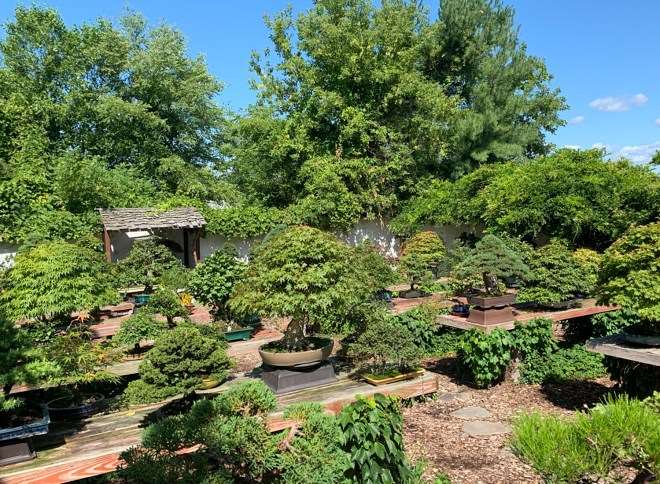 我盆景花园里的夏季之美