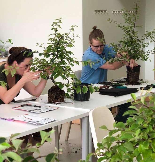 中西部盆景展即将举办