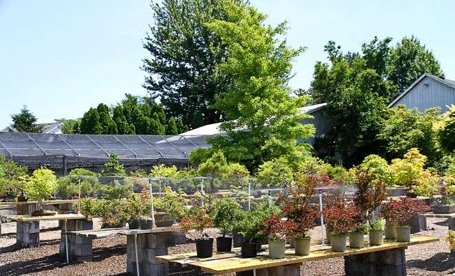 2019 年开放日 特卖盆景和水石展示