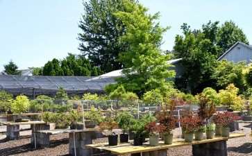 2019 年开放日 特卖盆景和水石展示 图片