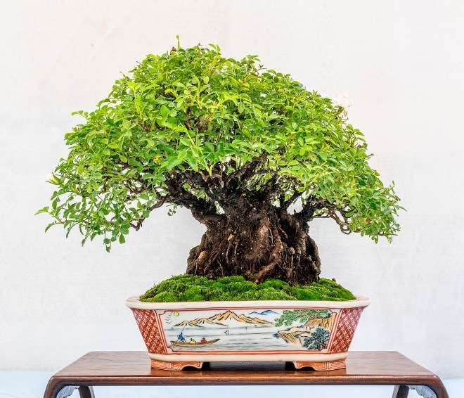 第二届美国全国小品盆景展