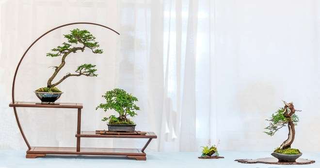 第二届美国全国小品盆景展