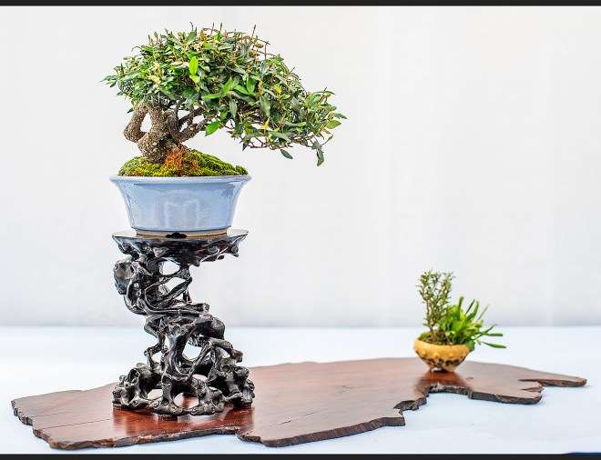 第二届美国全国小品盆景展