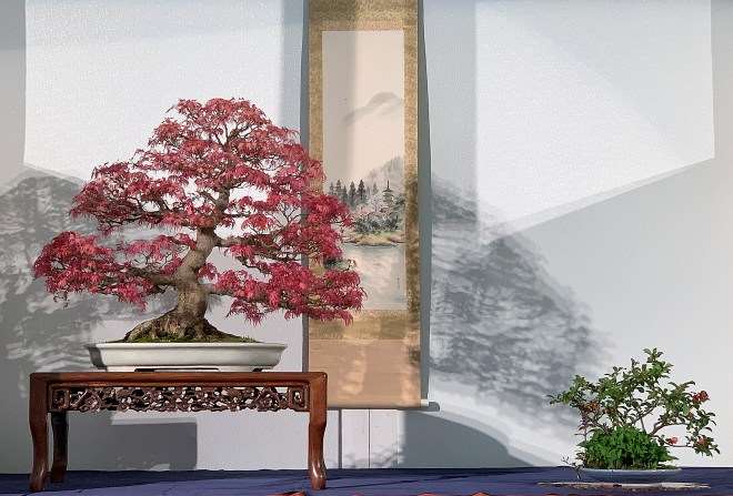 第46届纽约上州盆景展销会