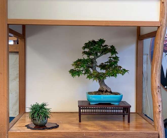 2019年 世界盆景日