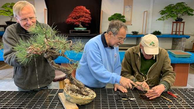 2019年 世界盆景日