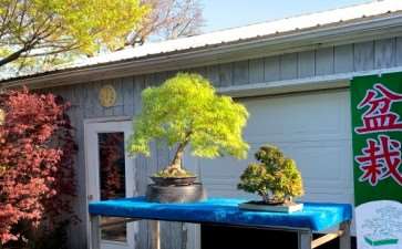 2019年 世界盆景日 图片