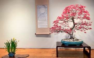 我很高兴参加世界盆景日庆祝活动