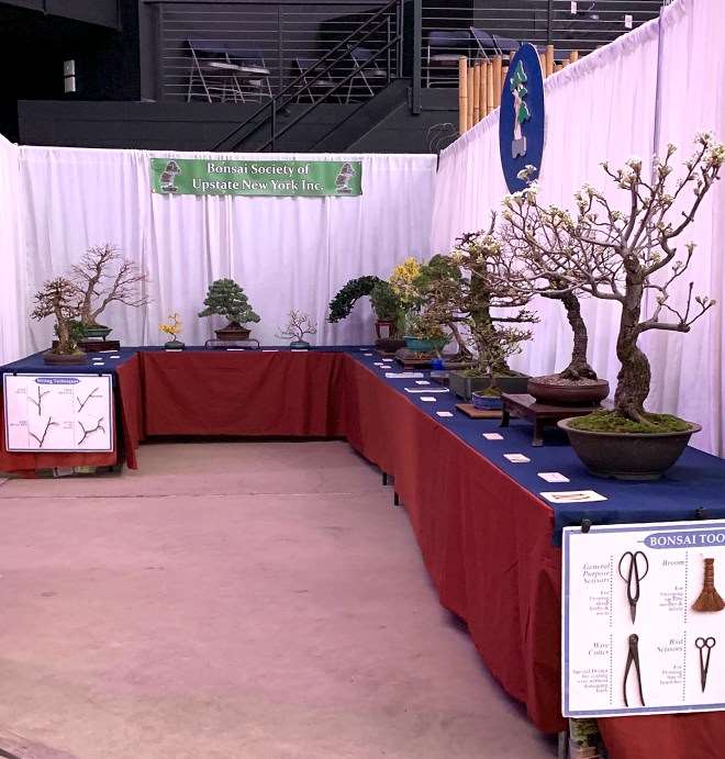 2019 纽约花园空间盆景展 图片