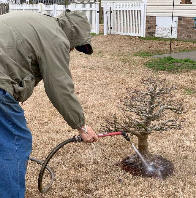 图解 怎么通过移植提炼日本枫树盆景
