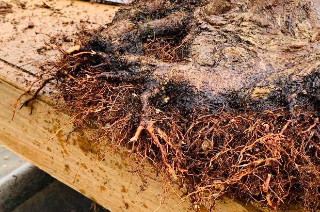 图解 怎么通过移植提炼日本枫树盆景