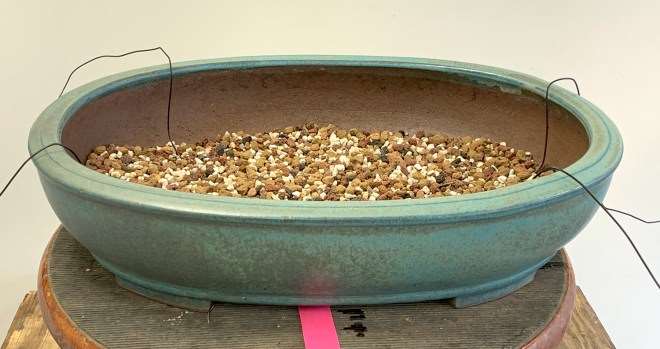 图解 怎么通过移植提炼日本枫树盆景