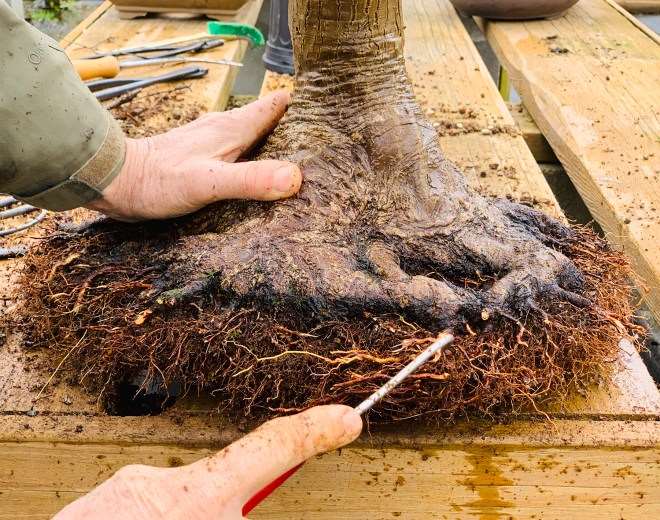 图解 怎么通过移植提炼日本枫树盆景