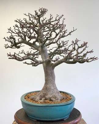 图解 怎么通过移植提炼日本枫树盆景