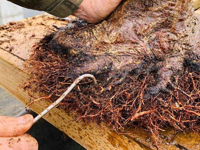 图解 怎么通过移植提炼日本枫树盆景