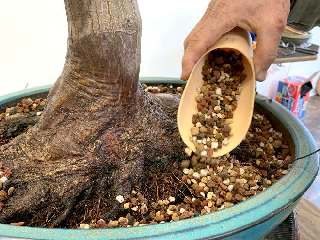 图解 怎么通过移植提炼日本枫树盆景