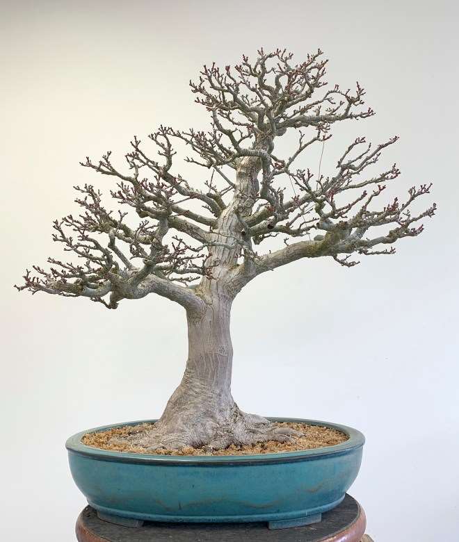 图解 怎么通过移植提炼日本枫树盆景