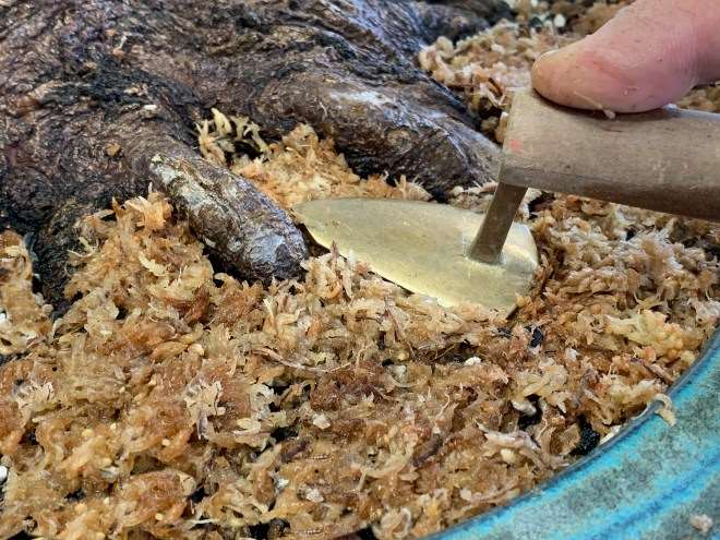 图解 怎么通过移植提炼日本枫树盆景