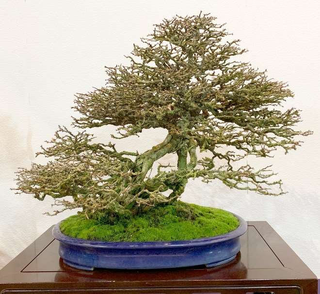 2019年第93届国府盆景展