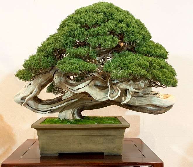 2019年第93届国府盆景展