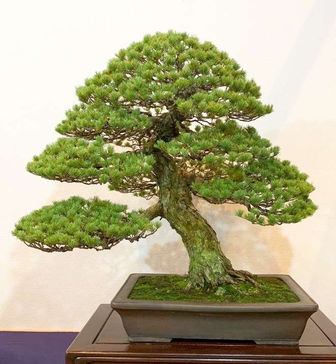 2019年第93届国府盆景展