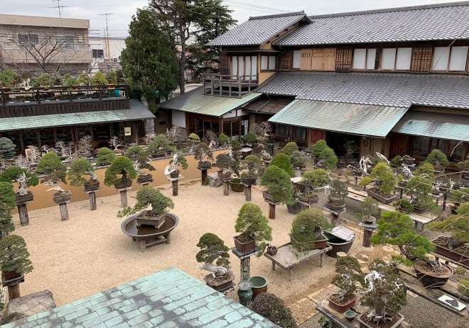 漫步在东京的春华园盆景博物馆