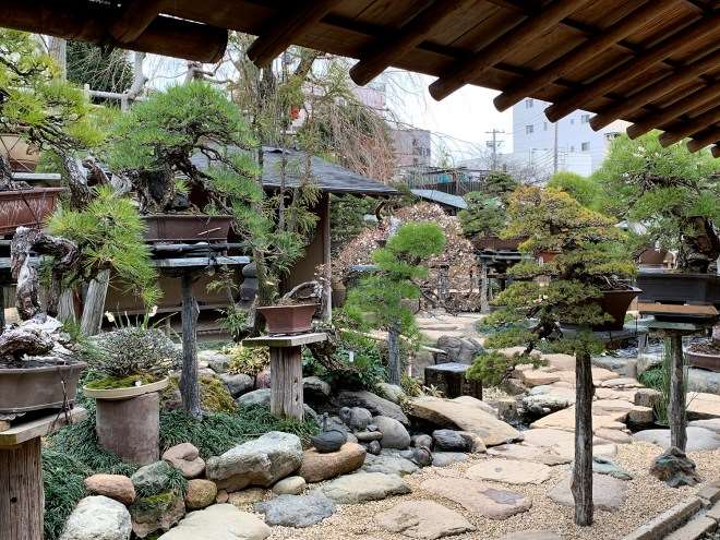 漫步在东京的春华园盆景博物馆