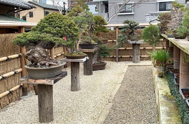 漫步在东京的春华园盆景博物馆