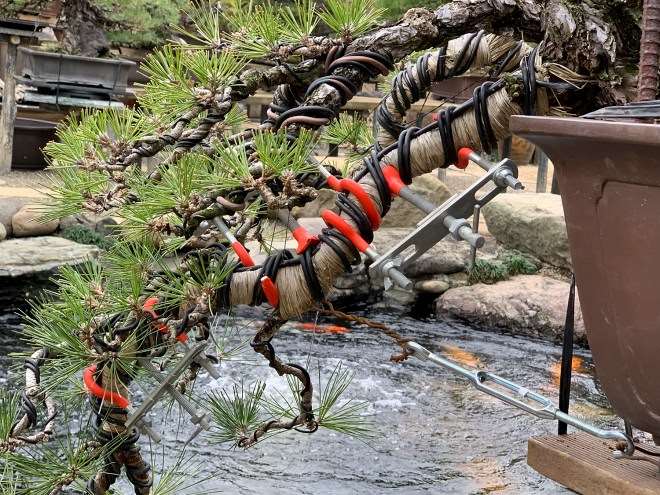 漫步在东京的春华园盆景博物馆