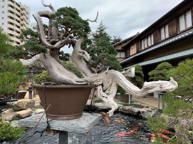 漫步在东京的春华园盆景博物馆