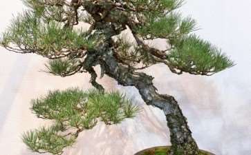 2019年 第93届国府盆景展 图片