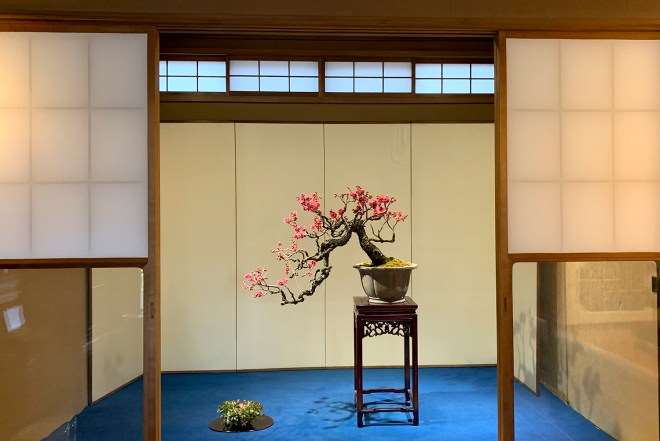 我参观大宫盆景村