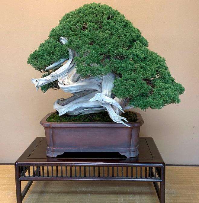 我参观大宫盆景村