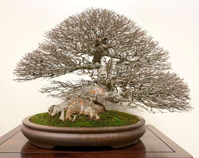 2019年第93届国府盆景展