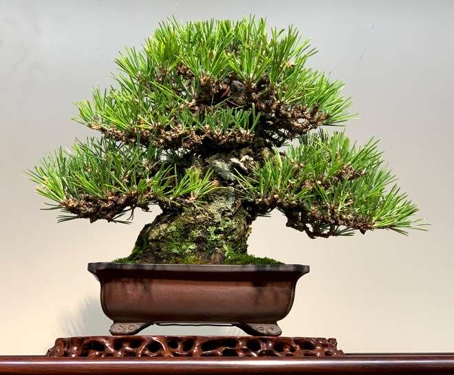 2019年第93届国府盆景展