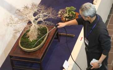 2019年第93届国府盆景展 图片