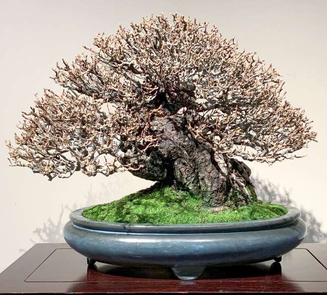 2019年 第93届东京国府盆景展