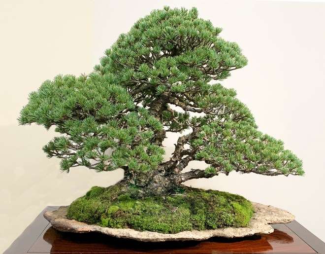 2019年 第93届东京国府盆景展