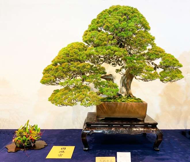 2019年 第93届东京国府盆景展