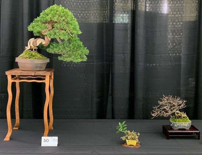 2018 第六届冬季剪影盆景博览会