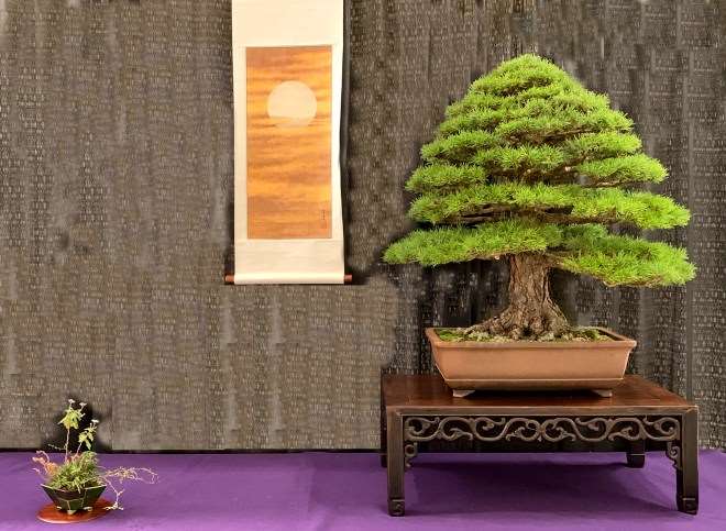 2018 第六届冬季剪影盆景博览会