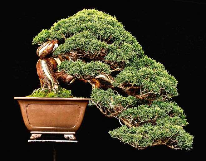 2018 第六届冬季剪影盆景博览会