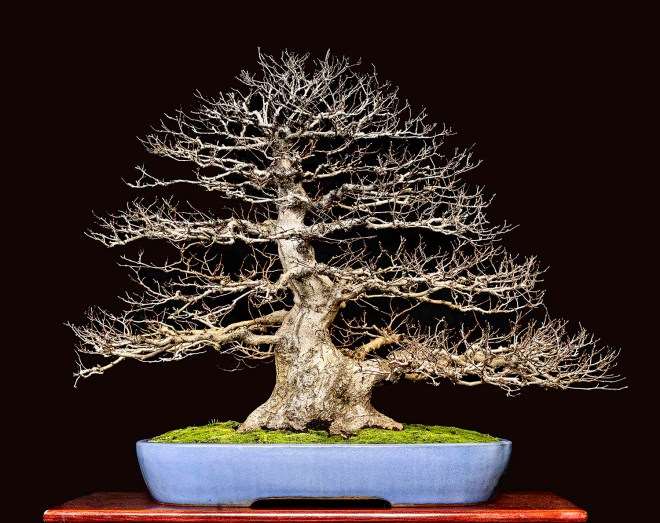 2018 第六届冬季剪影盆景博览会