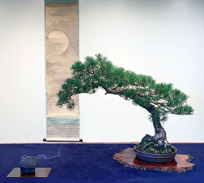 2018 第六届冬季剪影盆景博览会