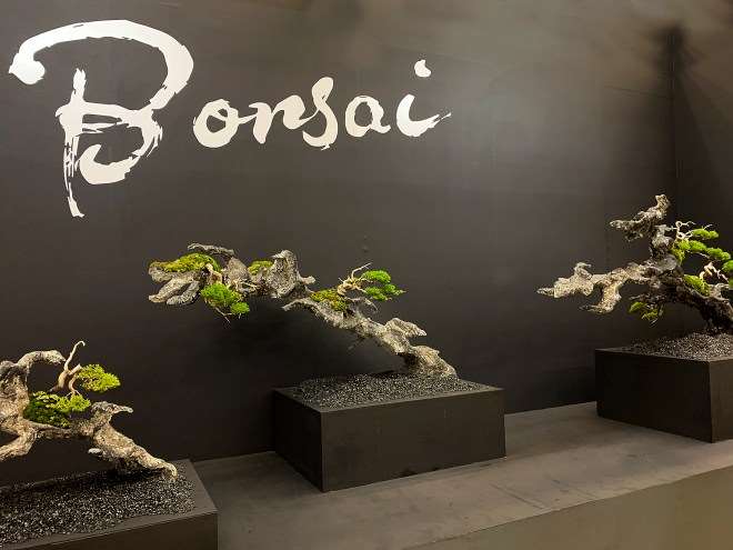 2018年第38届日本盆景大观展 第3部分