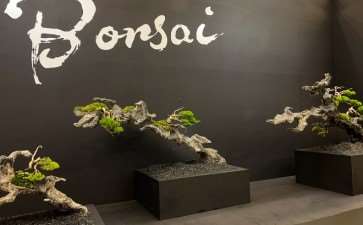 2018年第38届日本盆景大观展 第3部分