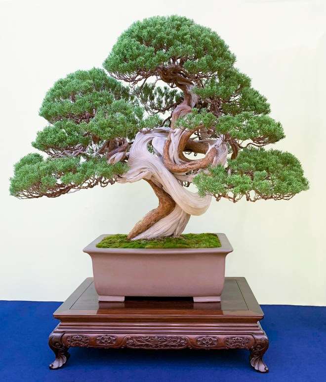 2018年第38届日本盆景大观展